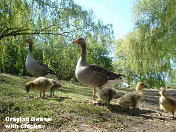 Geese